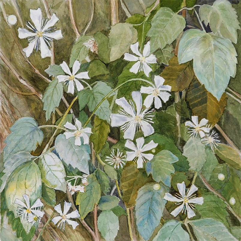 Clematis mandshurica - Watercolor