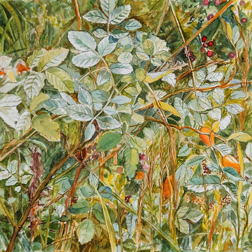 Rosa canina L. - Watercolor